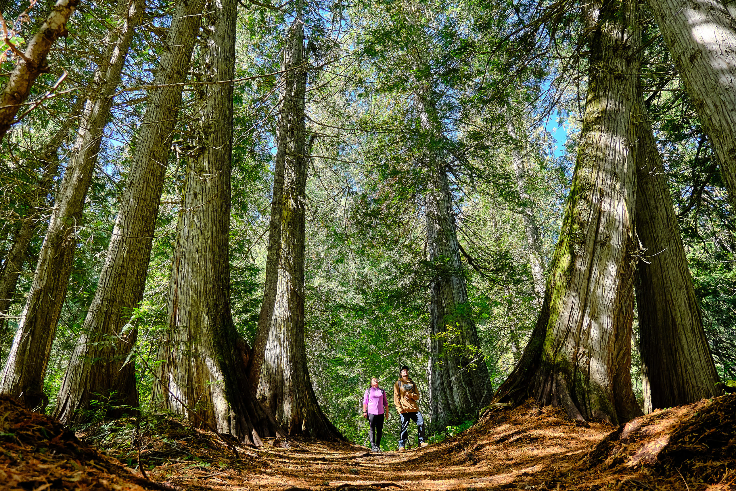 National Indigenous Peoples Day 2022 –  (ʔakisqakⱡiʔit) Cranbrook 